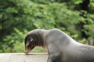 Ein Seelöwe im Tierpark Hellabrunn